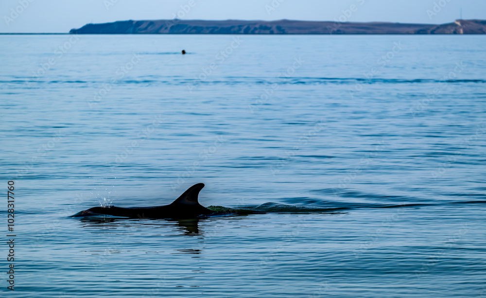 Fototapeta premium The fin of a dolphin in the sea against the background of mountains.