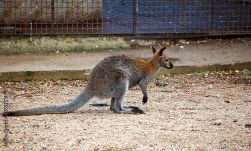 A kangaroo is walking in a zoo enclosure photo