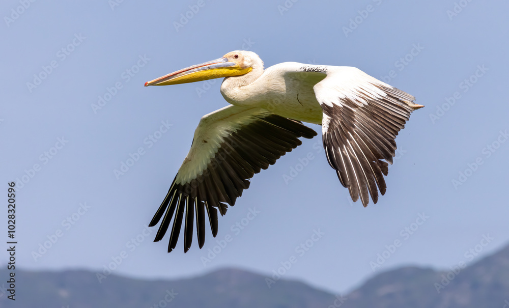 Obraz premium White Pelican of Kerkini Lake