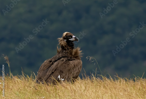 Cinereous vulture sitting on feeding station