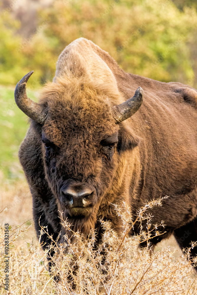 European Bison reintroduced on the Balkans European Bison reintroduced on the Balkans