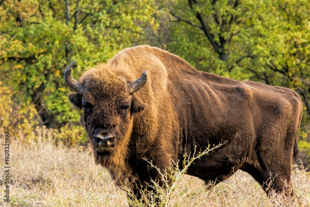 European Bison reintroduced on the Balkans European Bison reintroduced on the Balkans