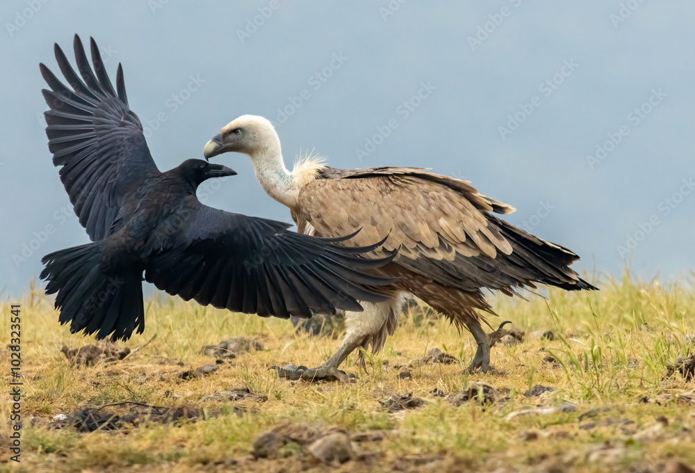 Griffon Vulture (Gyps fulvus) on feeding station Griffon Vulture (Gyps fulvus) on feeding station