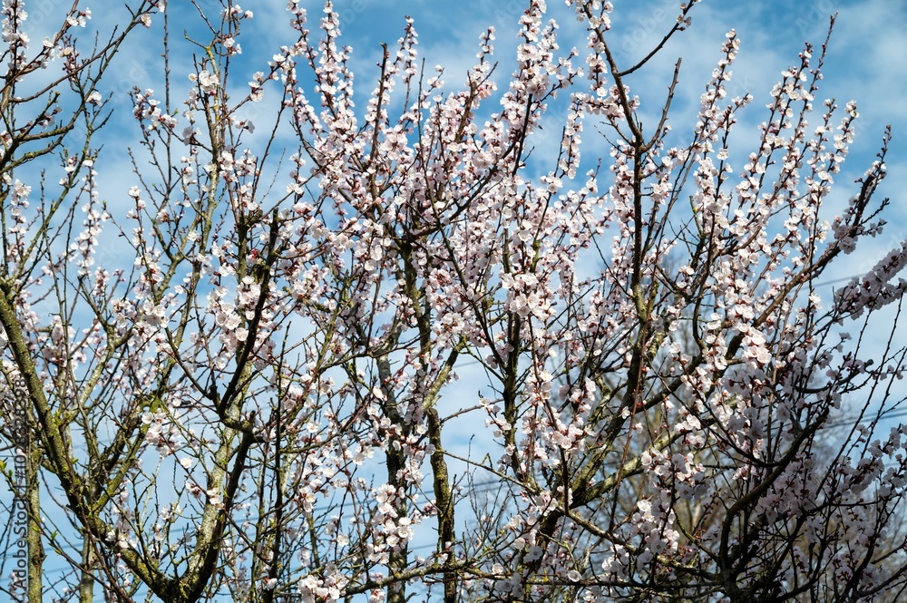 blooming apricot tree in spring with blossoms blooming apricot tree in spring with blossoms