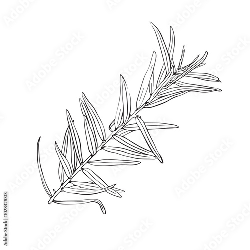 Engraved sea buckthorn hand drawn illustration. Vector isolated branch with leaves in ink style.
