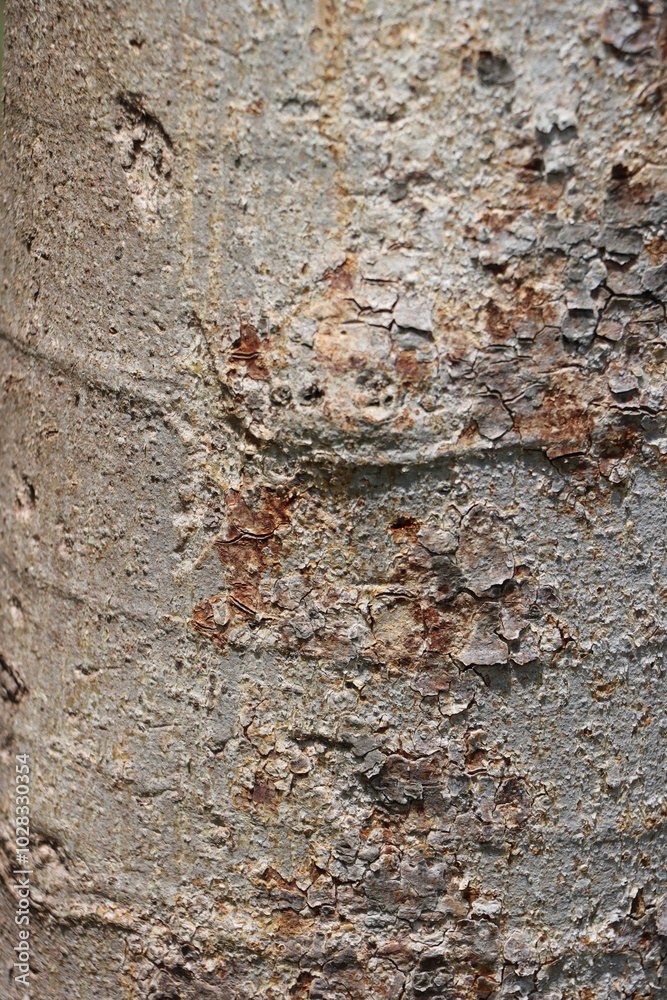 Textured Tree Bark Surface – Perfect for Natural and Rustic Patterns, backdrop,Ideal for Nature and Forest Designs Textured Tree Bark Surface – Perfect for Natural and Rustic Patterns, backdrop,Ideal for Nature and Forest Designs