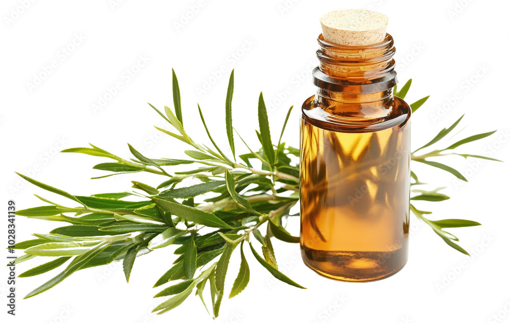 Tea Tree Oil Extract in a Healing Glass Bottle Isolated with a Transparent Background for Essential Oil Products Tea Tree Oil Extract in a Healing Glass Bottle Isolated with a Transparent Background for Essential Oil Products