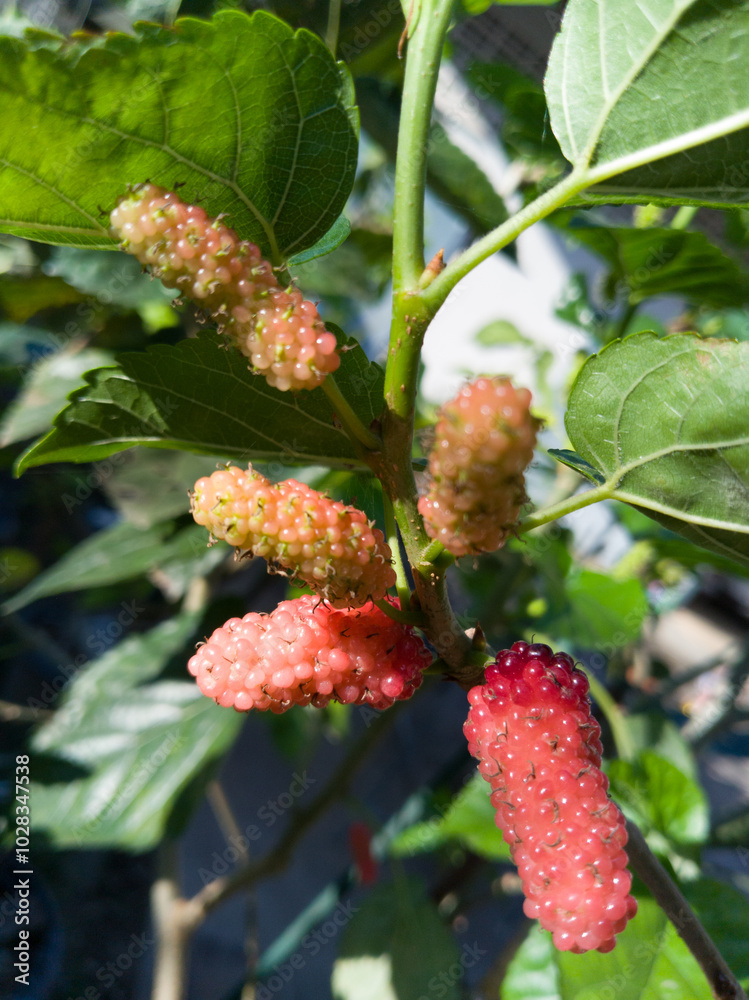 Mulberries on a Summer Bush in the Garden Mulberries on a Summer Bush in the Garden