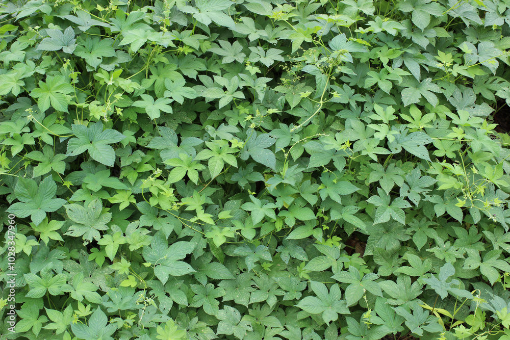green leaves from the forest and tree dark green green leaves from the forest and tree dark green