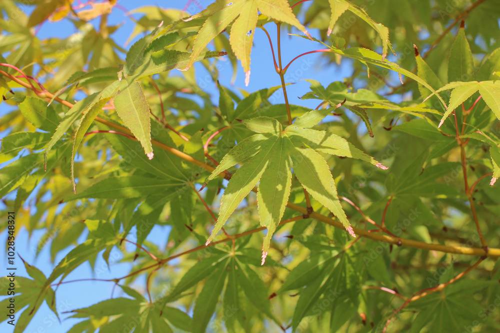 maple leaf close up in early autumn maple leaf close up in early autumn