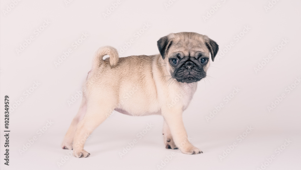 small pug puppy standing on a white background small pug puppy standing on a white background