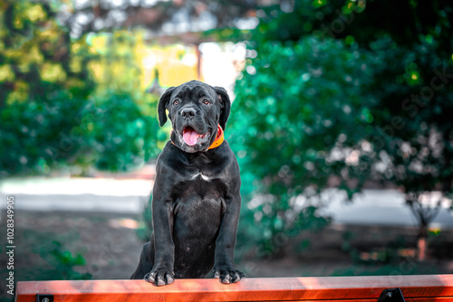 black Cane Corso puppy stands on a wooden bench in the park on a summer evening photo