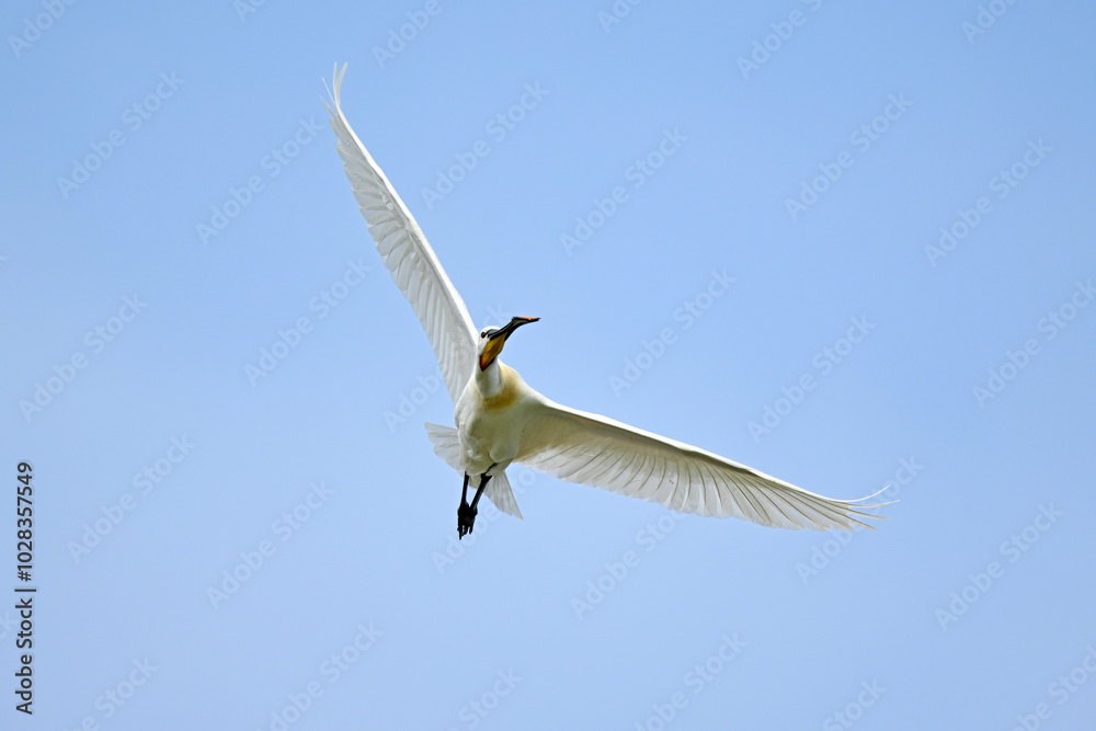 Obraz premium fliegender Löffler // flying common spoonbill (Platalea leucorodia) - Griechenland