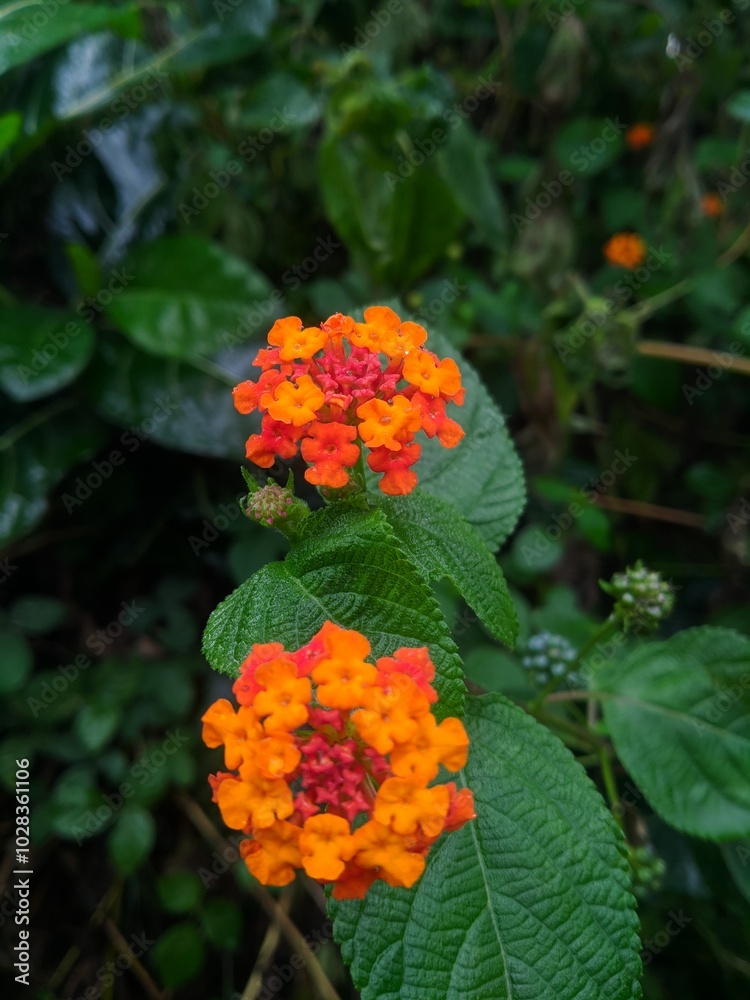 Flower Nature Flower Nature