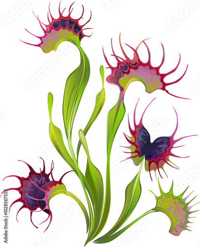 Venus flytrap