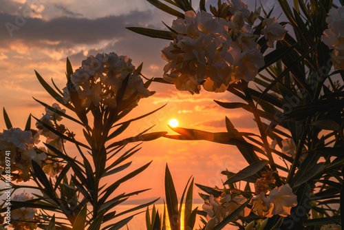 White oleander blooms swaying gently in golden sunset photo