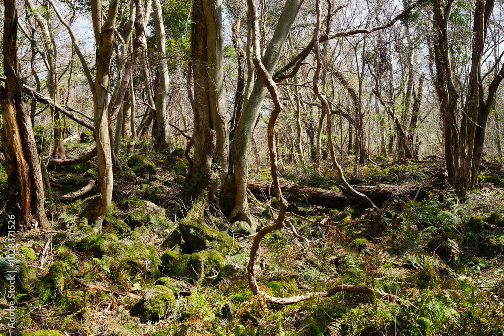 mossy rocks and old trees in early spring forest mossy rocks and old trees in early spring forest