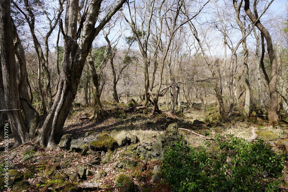 early spring forest with bare trees early spring forest with bare trees