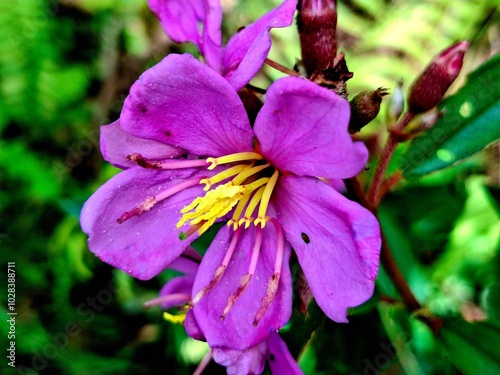 melastoma malabathricum flower, very beautiful