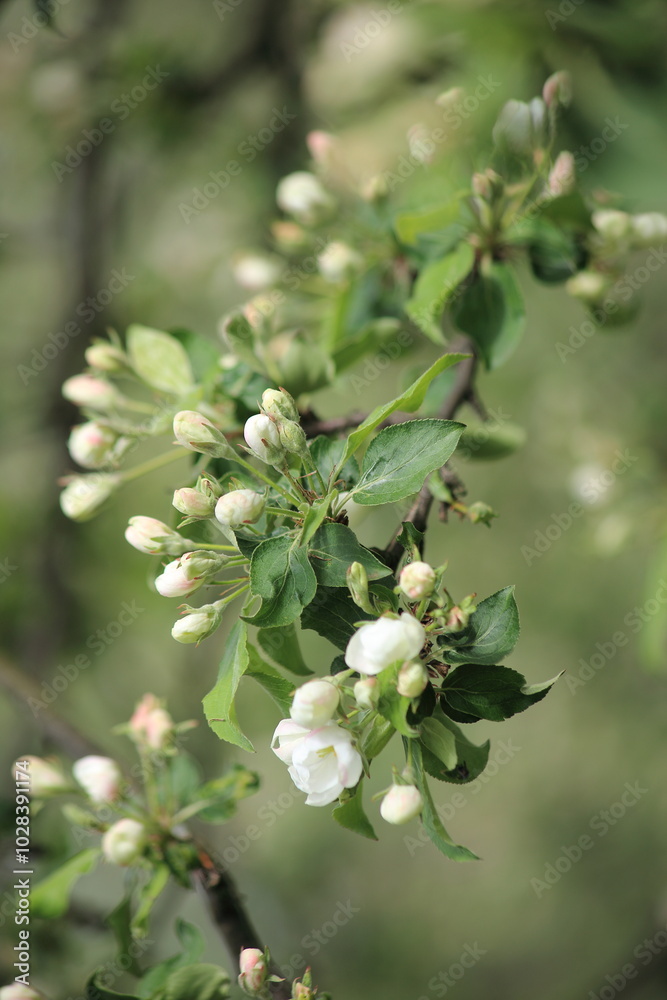 Spring branch of an apple tree with white budding buds and young green leaves. Vertical frame . High quality photo Spring branch of an apple tree with white budding buds and young green leaves. Vertical frame . High quality photo