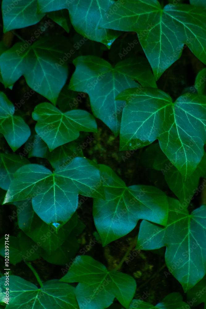 Ivy leaves. Green leafy background. Veins foliage Ivy leaves. Green leafy background. Veins foliage