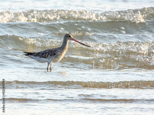 Bar-tailed Godwit - Limosa lapponica in Australia photo