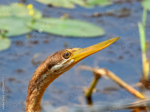 Australasian Darter - Anhinga novaehollandiae in Australia