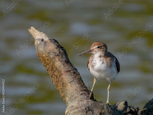 Common Sandpiper - Actitis hypoleucos in Australia photo