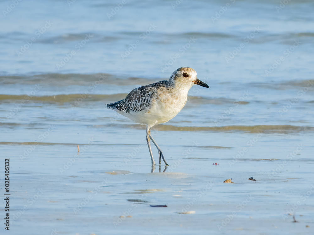 Grey Plover - Pluvialis squatarola in Australia Grey Plover - Pluvialis squatarola in Australia