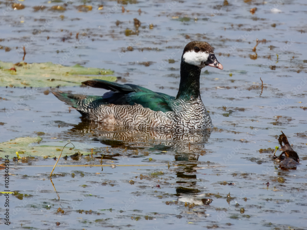 Obraz premium Green Pygmy-Goose - Nettapus pulchellus in Australia