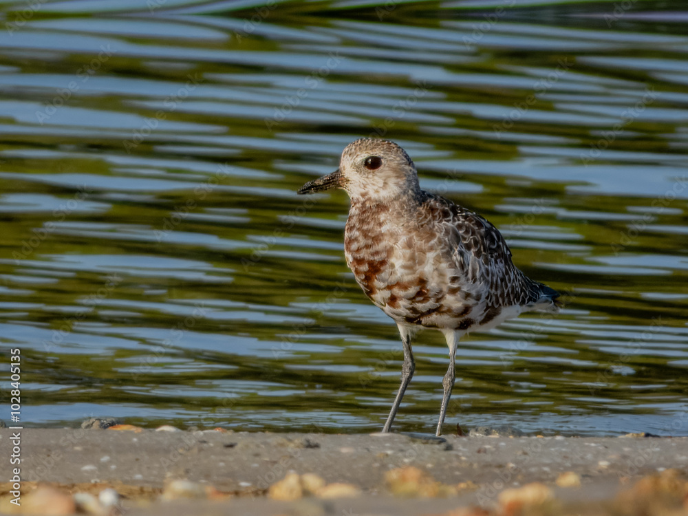 Grey Plover - Pluvialis squatarola in Australia Grey Plover - Pluvialis squatarola in Australia