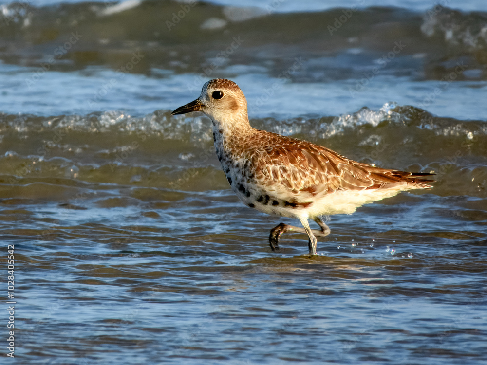 Stunning native bird found across outback Australia. Stunning native bird found across outback Australia.