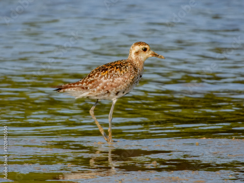 Stunning native bird found across outback Australia.