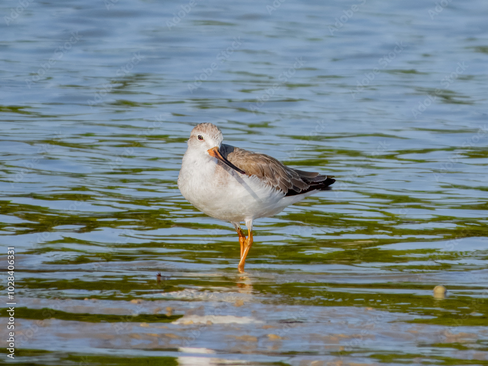 Terek Sandpiper - Xenus cinereus in Australia Terek Sandpiper - Xenus cinereus in Australia