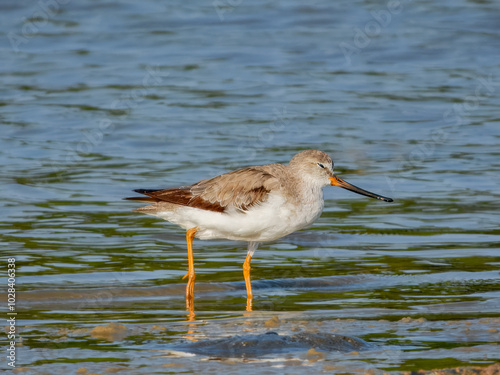 Terek Sandpiper - Xenus cinereus in Australia photo