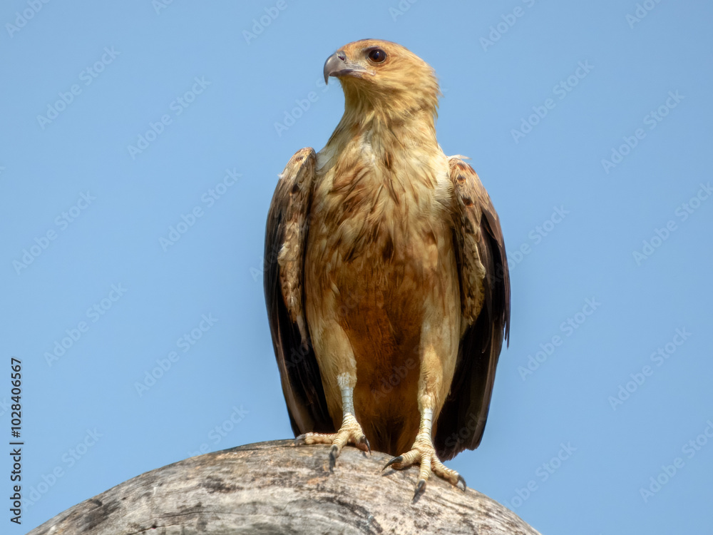 Whistling Kite - Haliastur sphenurus in Australia Whistling Kite - Haliastur sphenurus in Australia