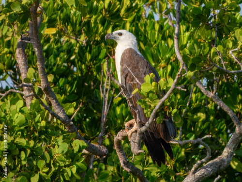 White-bellied Sea-Eagle - Icthyophaga leucogaster in Australia
