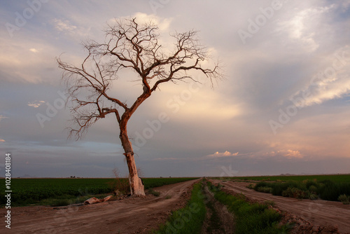 Gnarly wiry bare tree in a farm field under dramatic sky