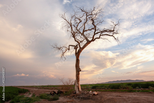 Gnarly wiry bare tree in a farm field under dramatic sky