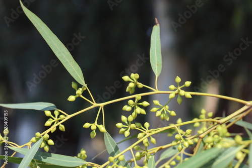 seed pods of eucalyptus tree photo