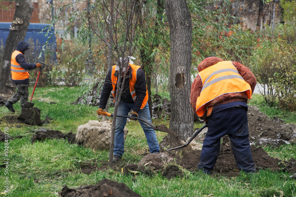 Planting trees in the city park. Improvement and landscaping. Photo. Natural lighting Planting trees in the city park. Improvement and landscaping. Photo. Natural lighting