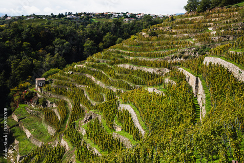 Photo du vignoble du Cote-Rotie à Condrieu.