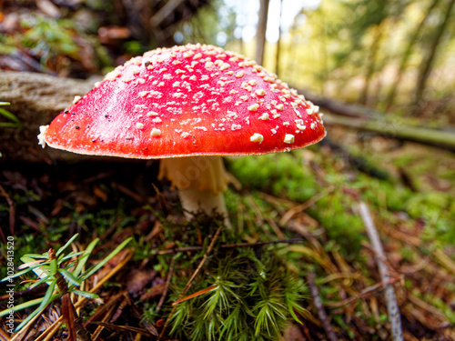 The photo shows a vibrant red-capped mushroom, likely a fly agaric (Amanita muscaria), with white spots. It stands in a forest, surrounded by green moss and fallen branches, creating a vivid woodland 