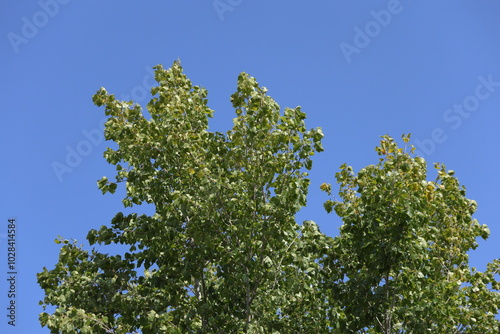 canopy of poplar tree, also known as cottonwood