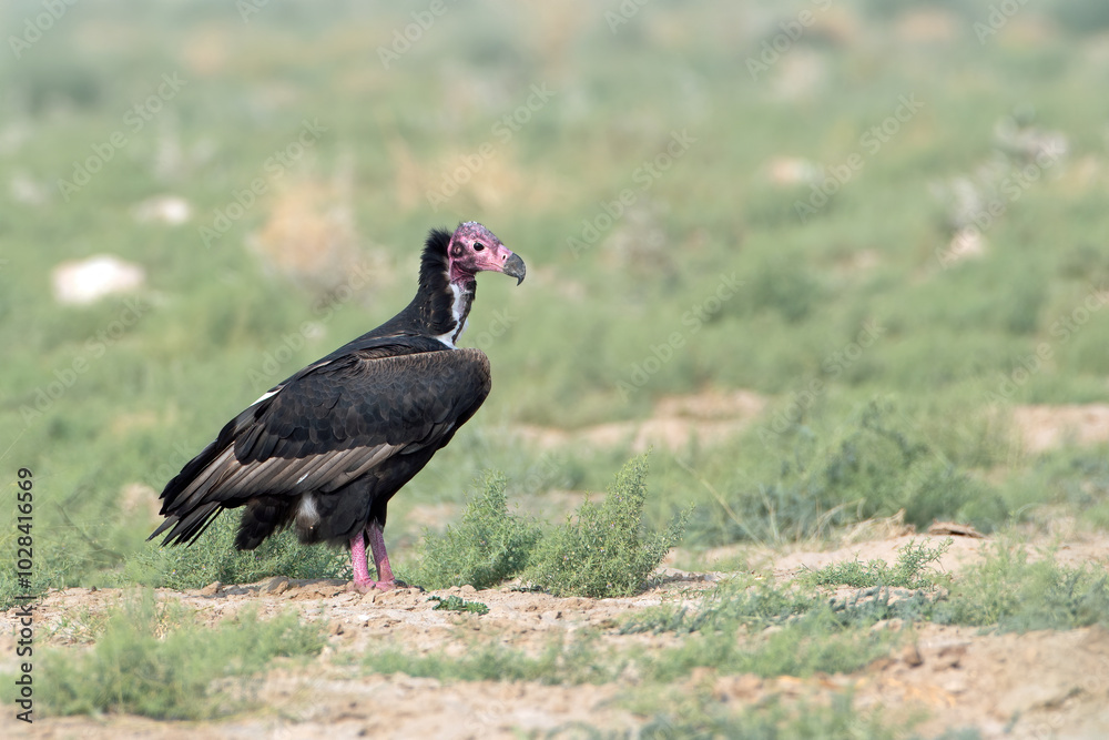 red-headed vulture (Sarcogyps calvus), also known as the Asian king vulture, an Old World vulture at Desert National Park in Rajasthan, India red-headed vulture (Sarcogyps calvus), also known as the Asian king vulture, an Old World vulture at Desert National Park in Rajasthan, India