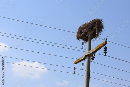 storks nest on power lines