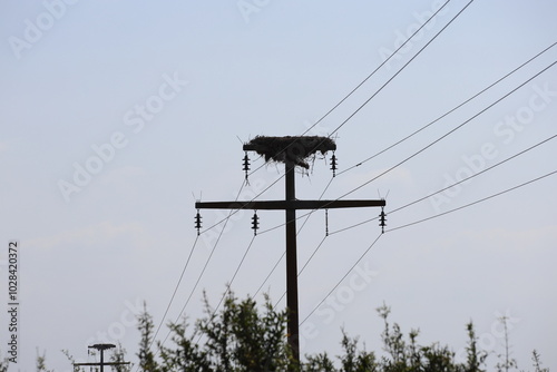 storks nest on power lines
