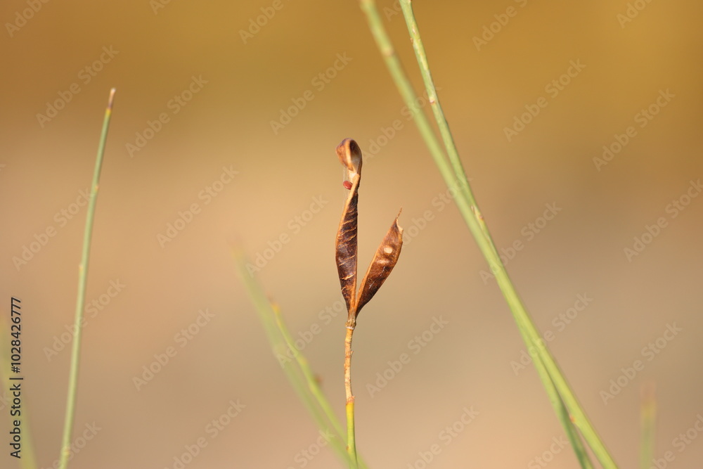 open seed pod of spartium junceum, also known as Spanish broom open seed pod of spartium junceum, also known as Spanish broom