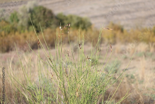 spartium junceum bush, also known as Spanish broom photo