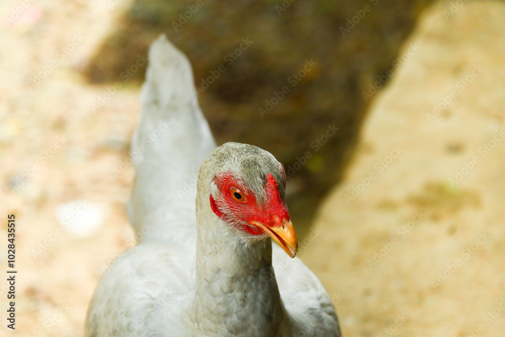 kampong chickens roam the yard